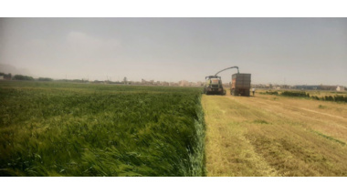 روز مزرعه خصیل جو
