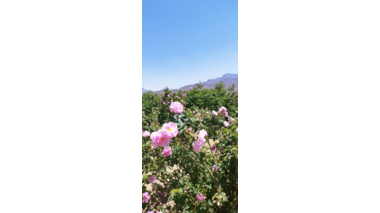 روز مزرعه در گلستان ۴۰۰ هکتاری