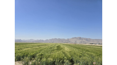 برگزاری روز مزرعه در مجموعه تحقیقاتی فکا با مشارکت مرکز تحقیقات و آموزش کشاورزی و منابع طبیعی استان اصفهان