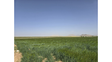 کاهش واردات بذر جو مالتی فورتانا
