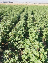 تولید هسته اولیه بذری پنبه رقم شایان