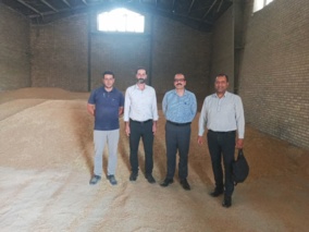 بازدید محقق معین مرکز از روند اجرای الگوی کشت در شهرستان بوئین‌ و میاندشت