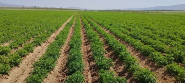 تولید هسته‌های اولیه بذری ارقام سیب‌زمینی در ایستگاه وردشت سمیرم