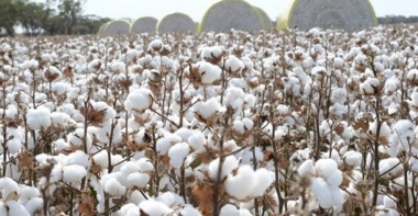 روز مزرعه پنبه با محوریت مدیریت مرحله داشت در شهرستان ورزنه