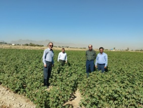 یگانه مزرعه نوکلئوس بذری پنبه رقم شایان در صدر برنامه عملیاتی اصفهان