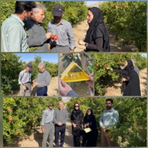 بازدید میدانی از ایستگاه الگویی مدیریت تلفیقی کرم گلوگاه انار در شهرستان شهرضا