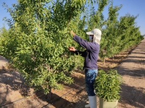 گزارش تصویری _ بازدید طالقانی رئیس موسسه تحقیقات ثبت و گواهی و هیات همراه از شرکت کشاورزی دامپروری فجر اصفهان واحد مهیار