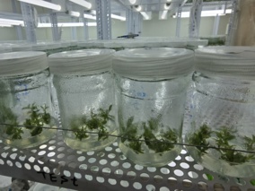 بازدید از زنجیره تولید نهال گواهی شده لیبل آبی واحد اردستان