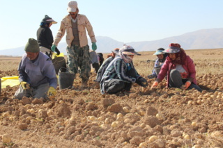 آغاز برداشت سیب زمینی پایه بذری در ایستگاه تحقیقاتی وردشت سمیرم