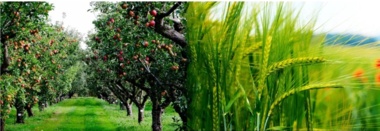 معرفی ده‌ها رقم جدید زراعی و باغی، رویکرد نوین مقابله با تغییرات اقلیمی