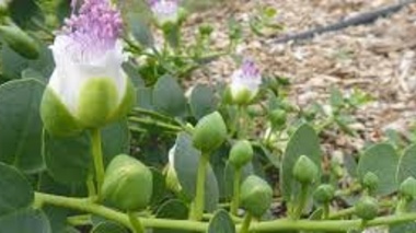 کشت گیاه کم آب بر کاپاریس در شرق اصفهان