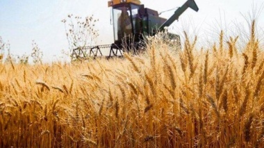 لزوم پایش مزارع گندم برای بیماری زنگ زرد غلات