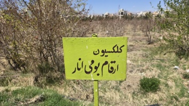 کلکسیون انارهای ایرانی