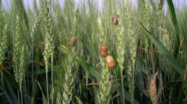 اهمیت زمان مناسب سمپاشی علیه سن غلات
