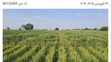 با مدیریت به موقع می توان خطر زنگ زرد را به حداقل رساند