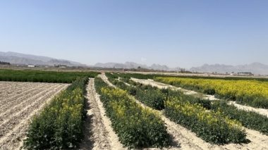بازدید از طرح VCU کلزا در مرحله گلدهی