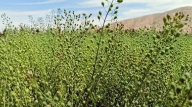 کاملینا گزینه‌ای مناسب در الگوی کشت استان اصفهان