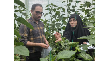 نمونه برداری جهت بررسی میزان باقی مانده سموم روی محصول