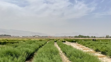 یادداشت برداری و حذف علفهای هرز طرح VCU کلزا