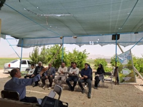 روز مزرعه وکارگاه آموزشی تغذیه غلات در دشت پرزان