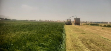 روز مزرعه خصیل جو