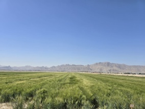 برگزاری روز مزرعه در مجموعه تحقیقاتی فکا با مشارکت مرکز تحقیقات و آموزش کشاورزی و منابع طبیعی استان اصفهان
