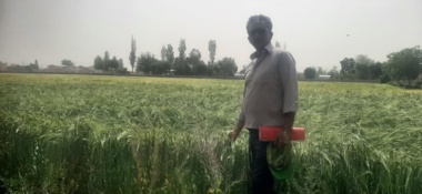 مدیریت به زراعی در تولید بذور ارقام غلات متحمل به تنش سرما