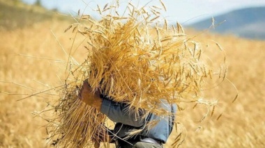 ۲۰۰ رقم گندم در برابر ۲ رقم؛ جهش ۴ دهه‌ای