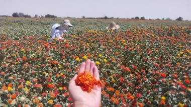 روز مزرعه و انتقال یافته‌های تحقیقاتی گلرنگ در اصفهان