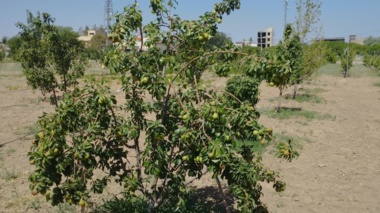 حفظ ذخایر توارثی و منابع ژنتیکی گلابی و به کشور
