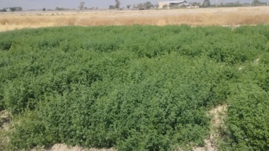 بررسی سازگاری خصوصی اکوتیپ قره گوزلو ارتقاء یافته یونجه