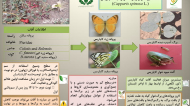 اینفوگرافی گیاهان دارویی