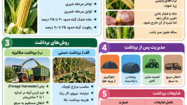 برداشت ذرت