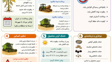 برداشت لوبیا