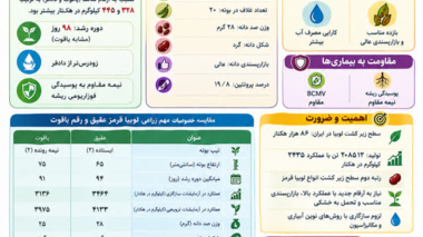 اینفوگرافیک _ لوبیا قرمز