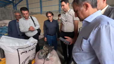 تولید بذر جو مناسب مالت در شهرضا؛ ظرفیتی برای توسعه